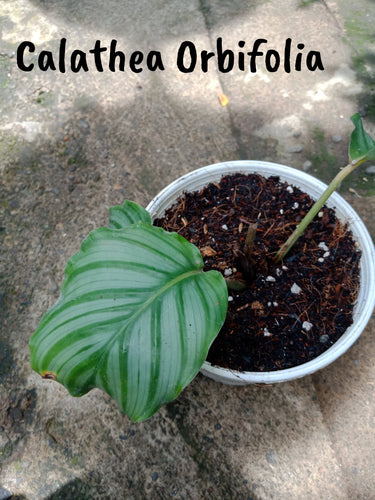 Calathea Orbifolia