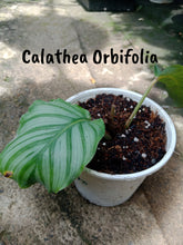 Calathea Orbifolia