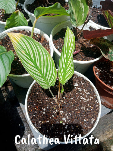 Calathea Vittata