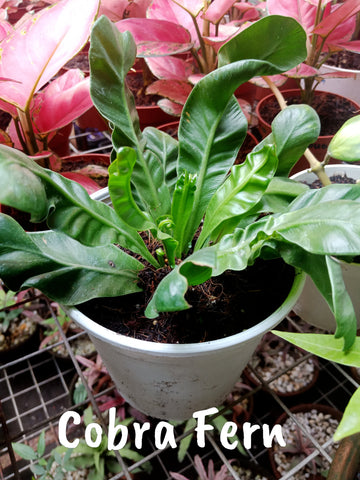 Cobra Fern (small)