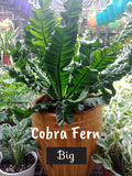 Cobra Fern (big)