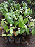 Olosapo seedlings