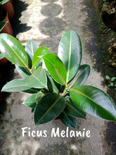 Ficus Melanie