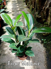 Ficus Melanie