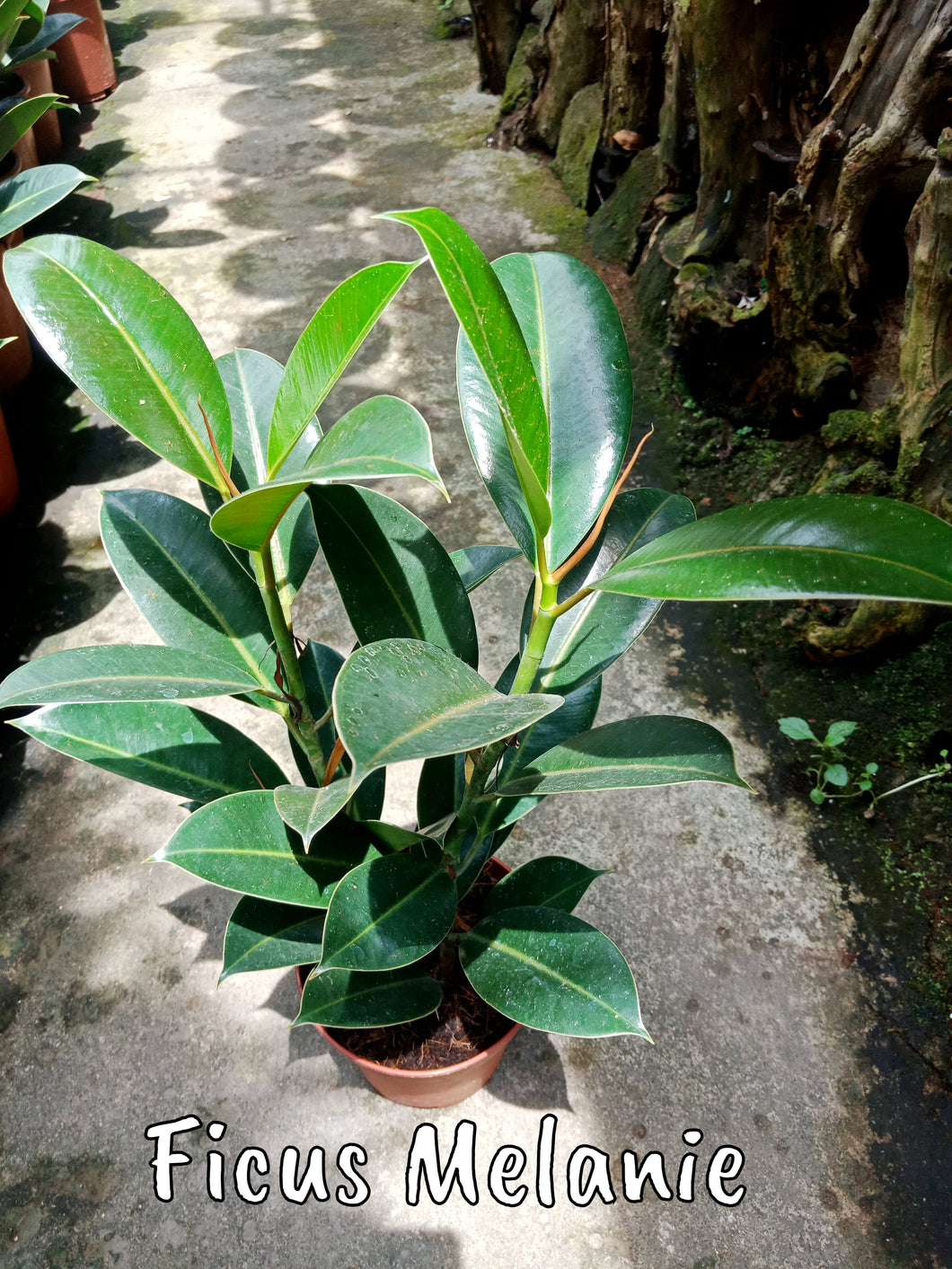 rubber tree melany Ficus Melanie – Lunti Plant Nursery