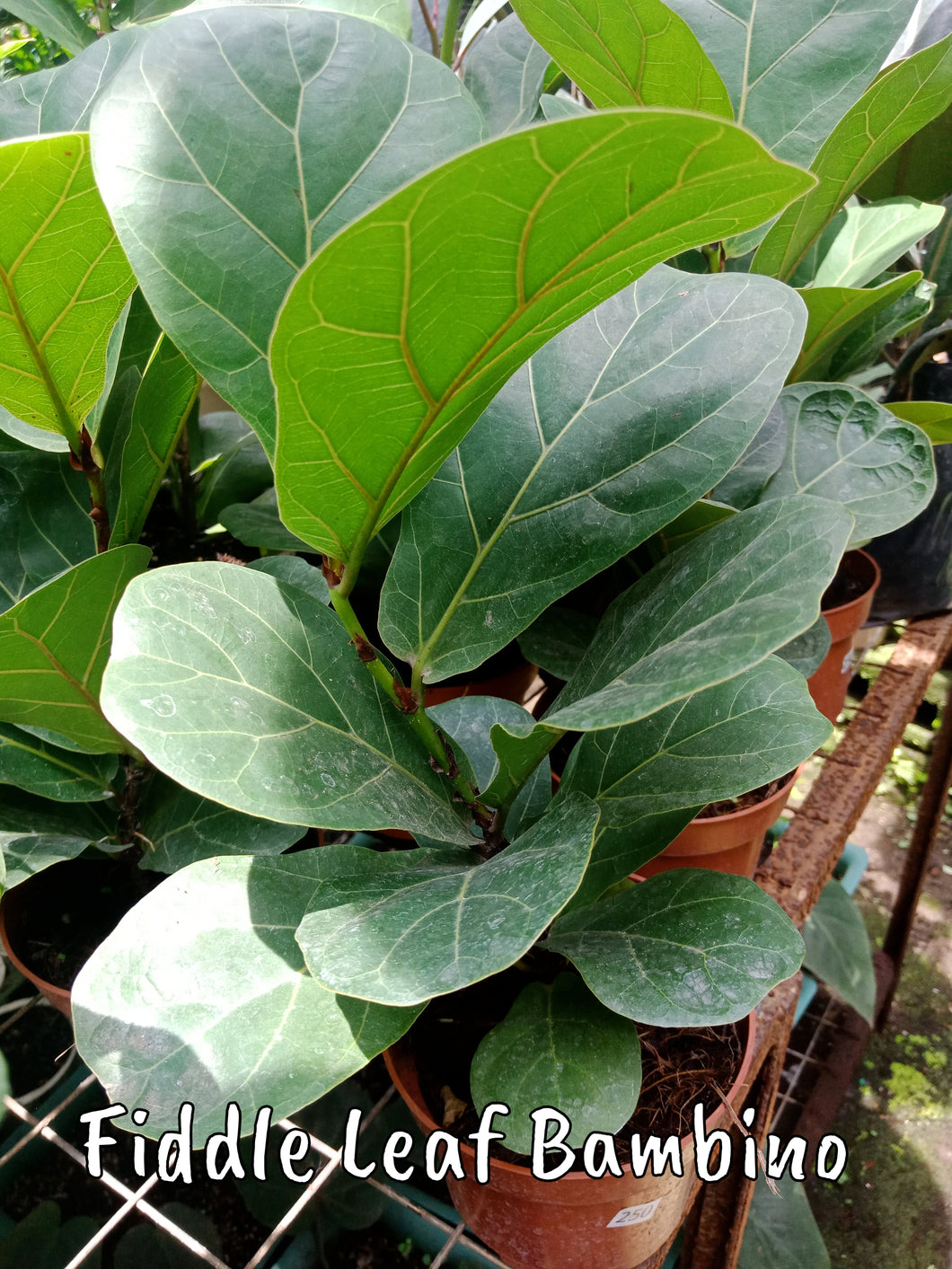 fiddle leaf fig price philippines Fiddle Leaf Bambino – Lunti Plant Nursery