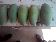 Sweet Giant Mango Seedling (Multiple Rootstock)
