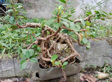 Bonsai (Bantigue)