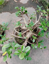 Bonsai (Bantigue)