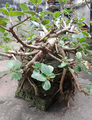 Bonsai (Bantigue)