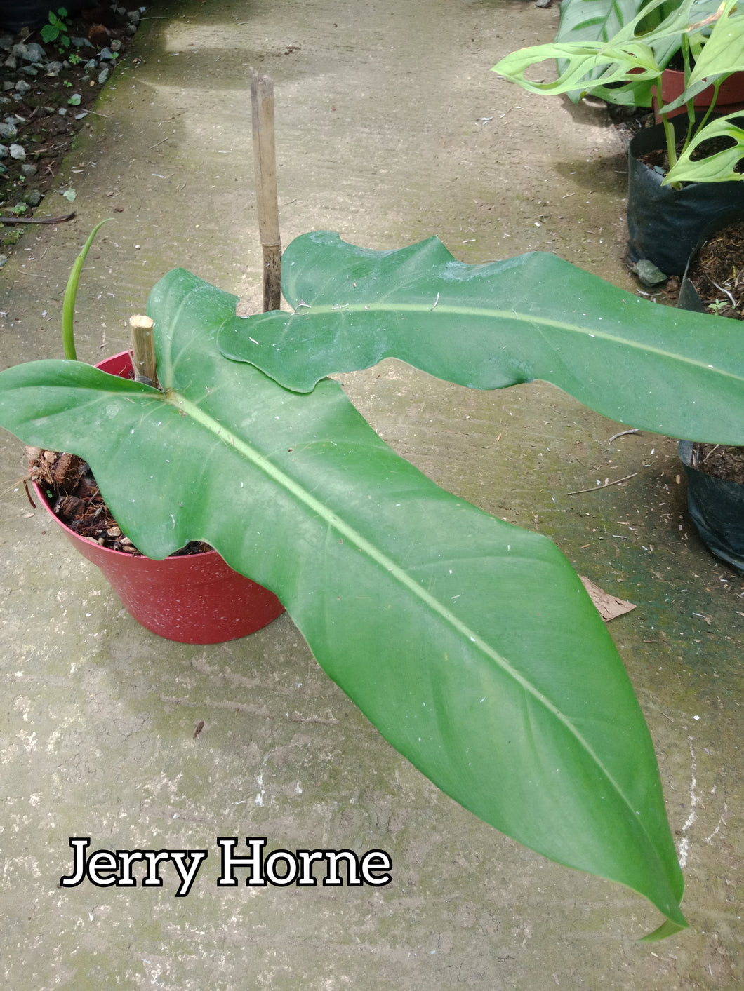 philodendron jerry horne for sale Jerry Horne – Lunti Plant Nursery