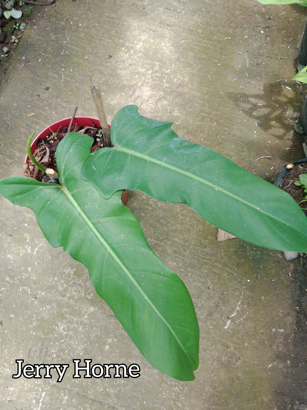philodendron jerry horne price Jerry Horne – Lunti Plant Nursery