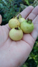 Guava - Senorita Variety