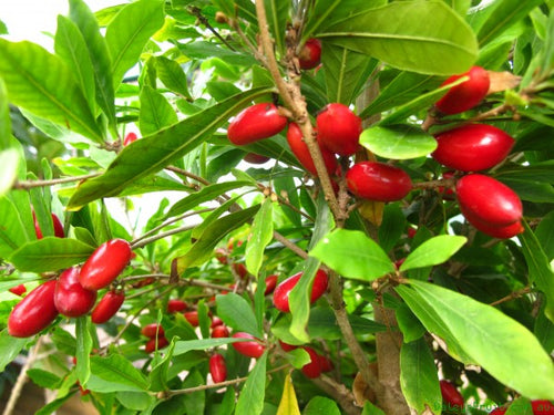 Miracle Berry / Magic Fruit Seedling