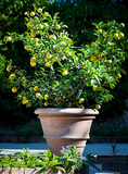 Meyer Lemon