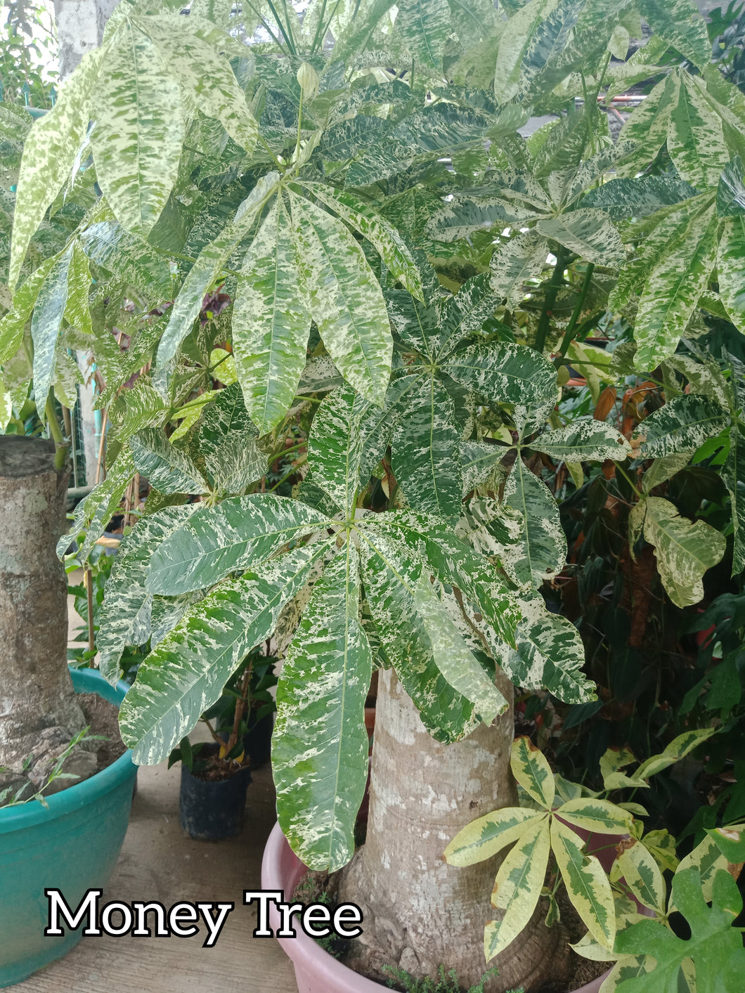 money tree for sale philippines Money Tree – Lunti Plant Nursery