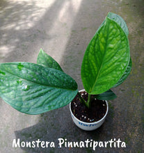 Monstera Pinnatipartita