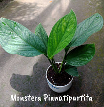 Monstera Pinnatipartita