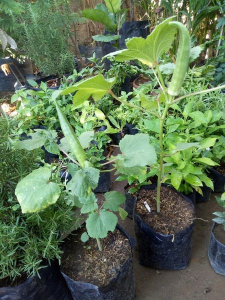 Okra Seedlings – Lunti Plant Nursery