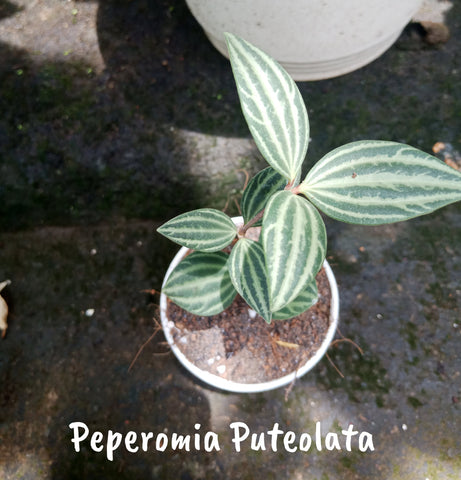 Peperomia Puteolata