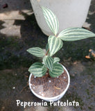 Peperomia Puteolata