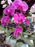 Phalaenopsis