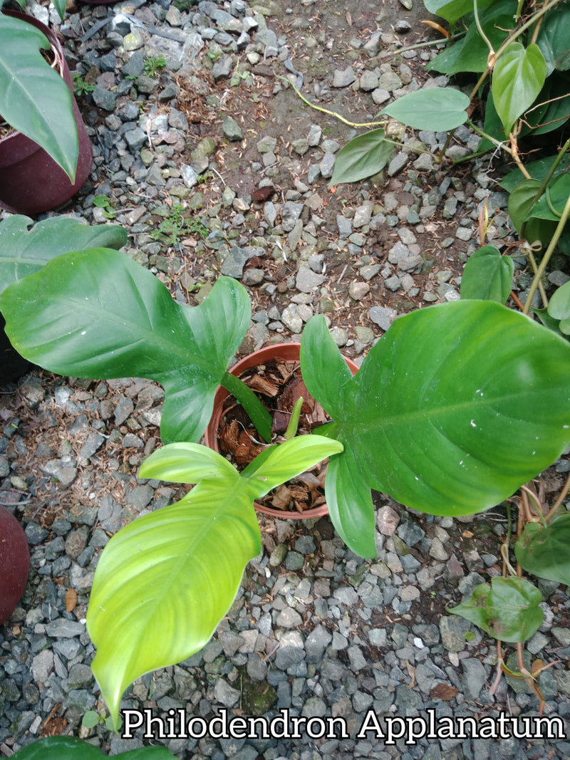 applanatum philodendron Philodendron Applanatum – Lunti Plant Nursery