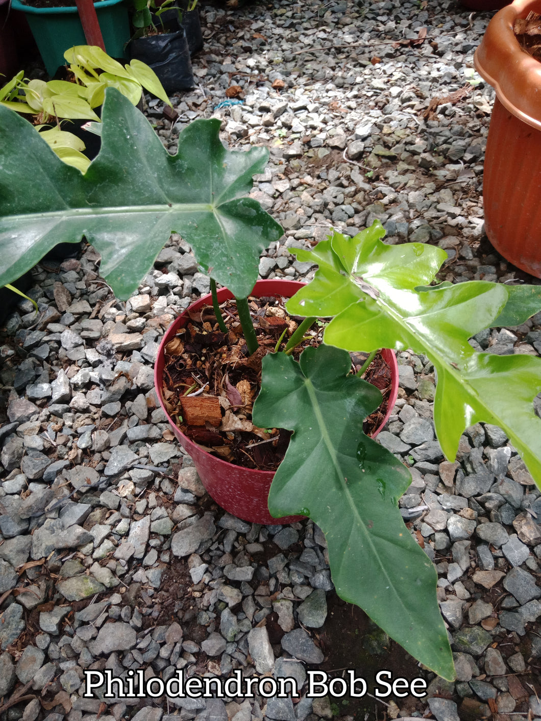 philodendron bob Philodendron Bob See – Lunti Plant Nursery