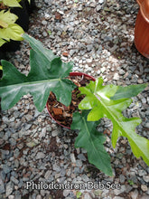 Philodendron Bob See