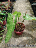 Philodendron Paraiso