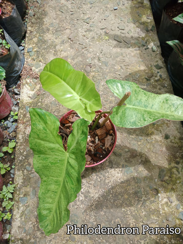 Philodendron Paraiso