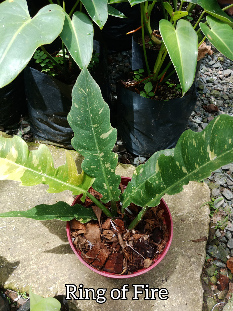 ring of fire philodendron price philippines Ring of Fire – Lunti Plant Nursery