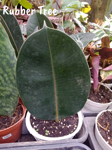 Rubber Tree