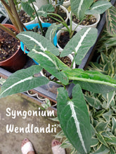 Syngonium Wendlandii