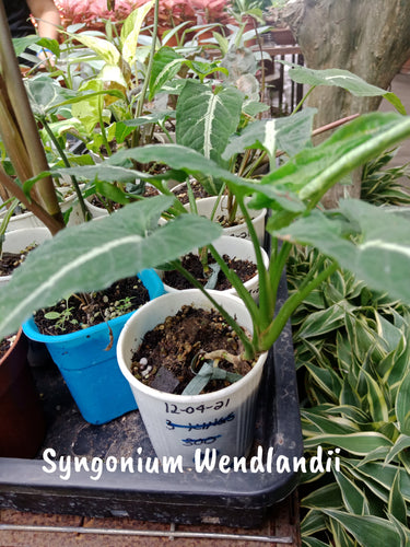 Syngonium Wendlandii