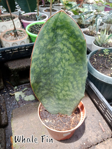 Whale Fin