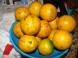 Golden Caimito / Abiu