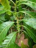 Golden Caimito / Abiu