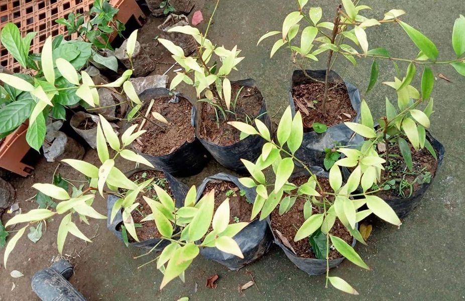 Almaciga (Agathis philippinensis) – Lunti Plant Nursery