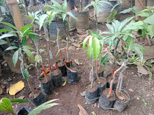 Falan Mango Doublerootstock Grafted ~3ft