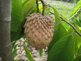 Atemoya Grafted Seedling