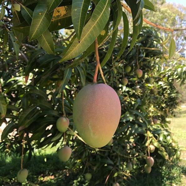 Australian Mango R2e2 Australian R2E2 Mango – Lunti Plant Nursery