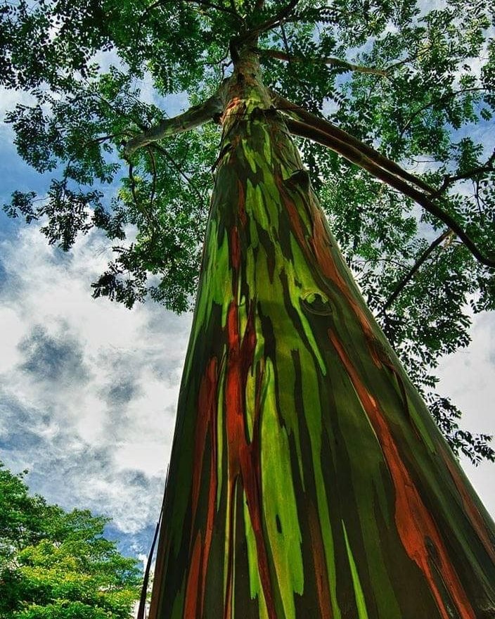 Bagras / Rainbow Tree – Lunti Plant Nursery