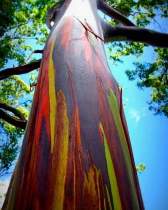 Bagras / Rainbow Tree – Lunti Plant Nursery
