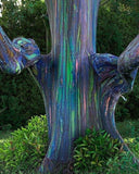 Bagras / Rainbow Tree