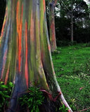 Bagras / Rainbow Tree