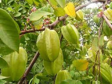 Sweet Balimbing / Starfruit Grafted Seedling