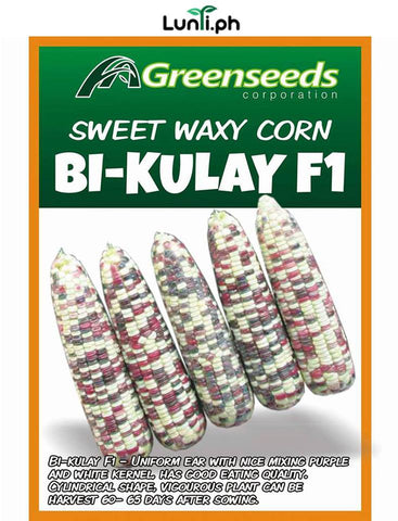 Bi-kulay Hybrid Sweet Waxy Corn Seeds
