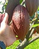 Cacao Grafted Seedling (UF-18 variety)