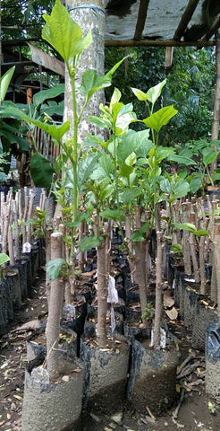 Chang Mai 60 Dwarf Thai Mulberry Seedlings